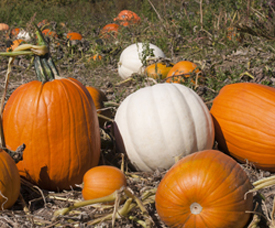 Orange and White Pumpkins at the Tree Farm